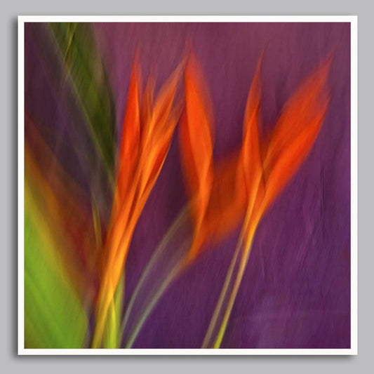 Canvas Print - 'Heliconia'