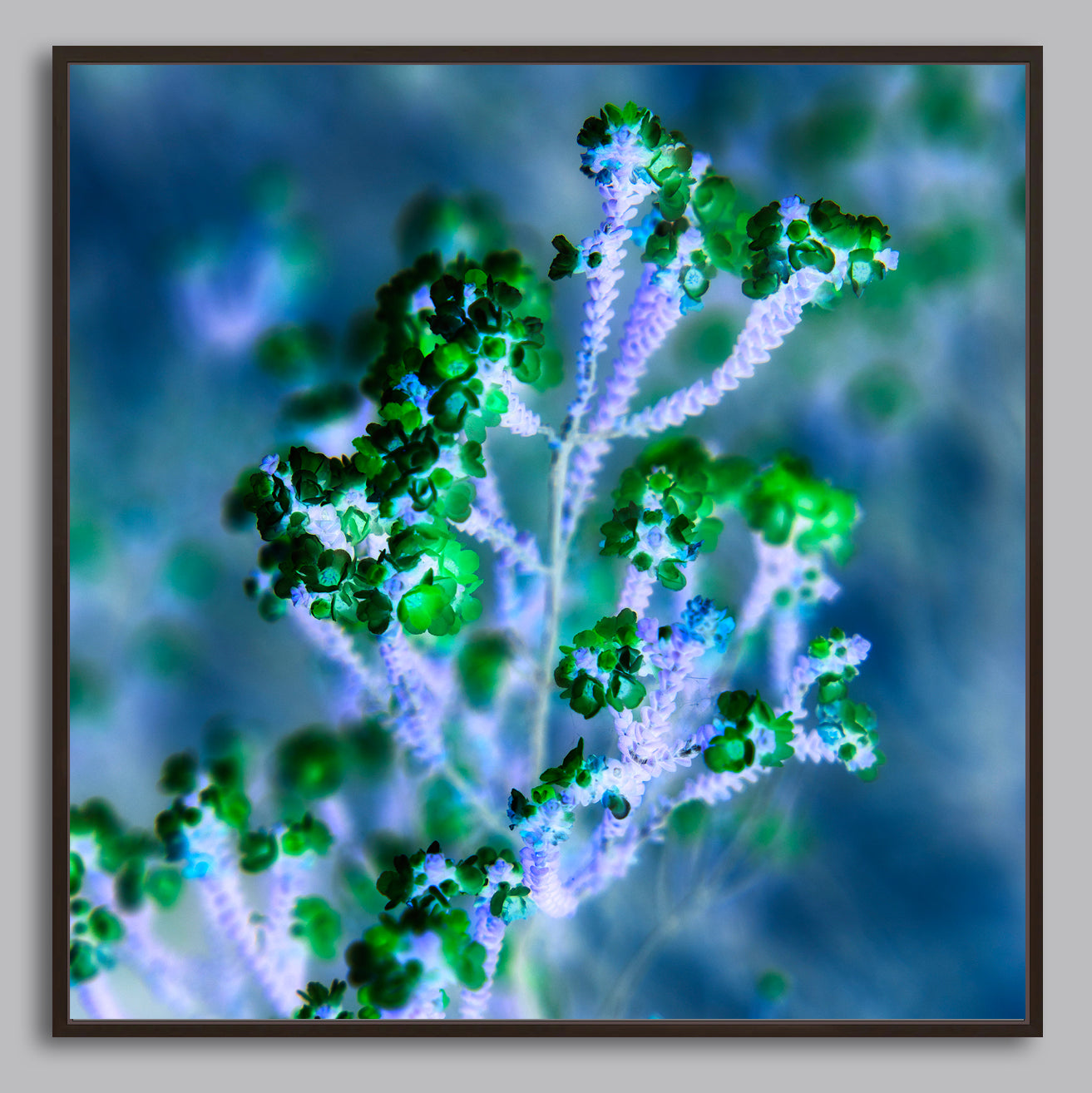 Reaching for Light - Limited Edition Canvas Print Square