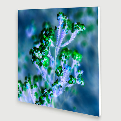 Reaching for Light - Limited Edition Canvas Print Square