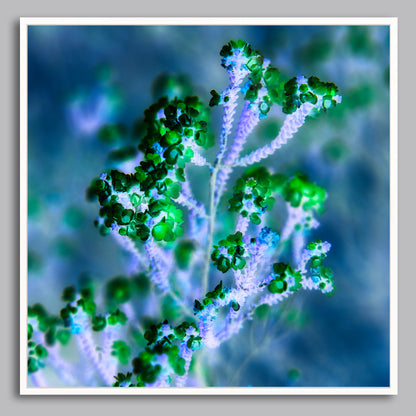 Reaching for Light - Limited Edition Canvas Print Square